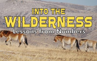 Lessons from Numbers